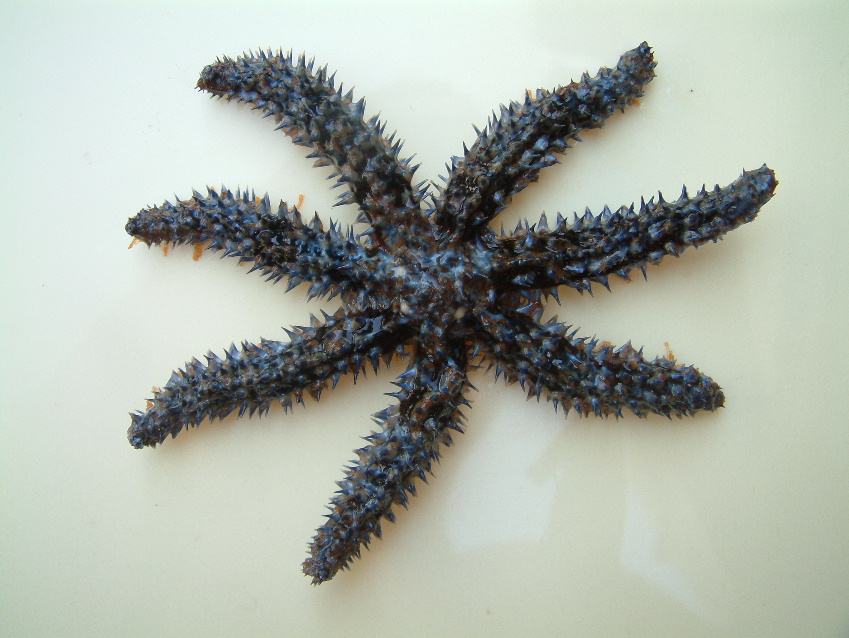 Coscinasterias tenuispina (Lamarck, 1816)